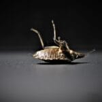 bedbugs-4332926_1280